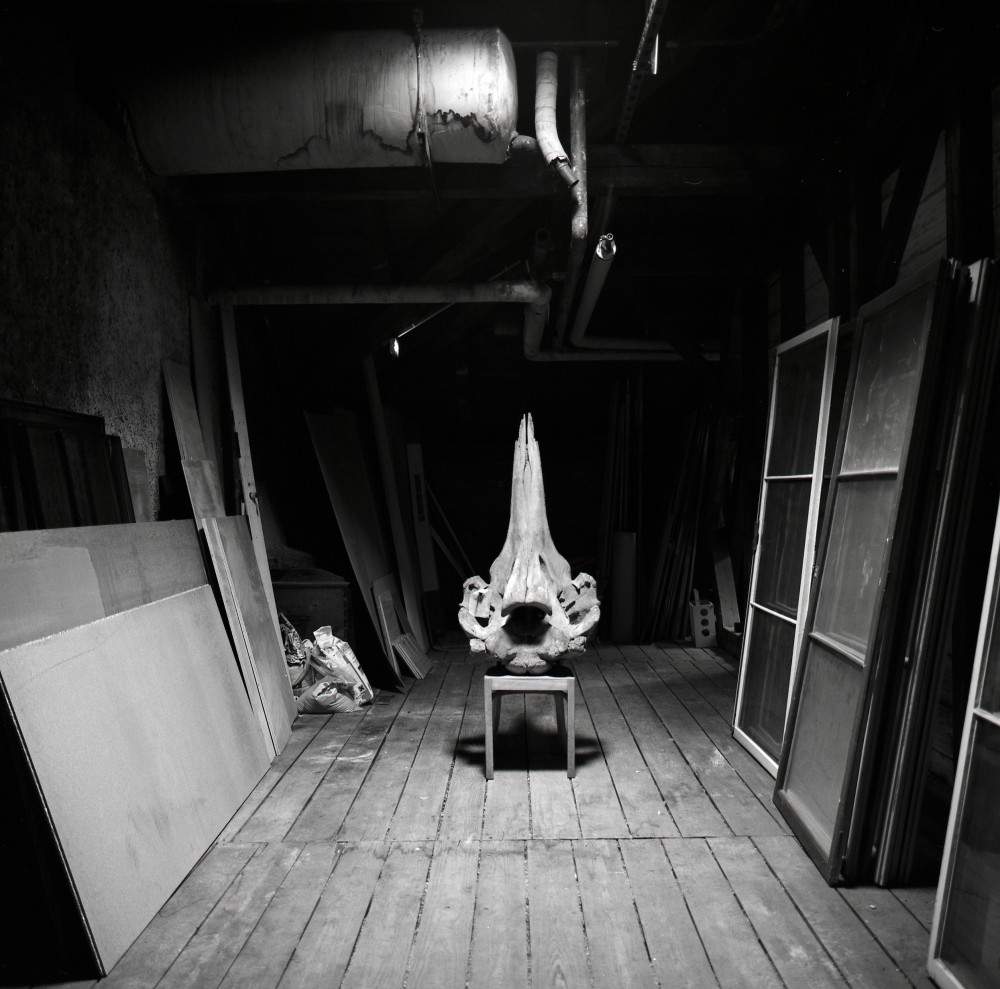 Lord of the pit 2 | Crâne de Berardius arnuxii,
Chaise, comble du musée zoologique de Strasbourg
Vincent Chevillon