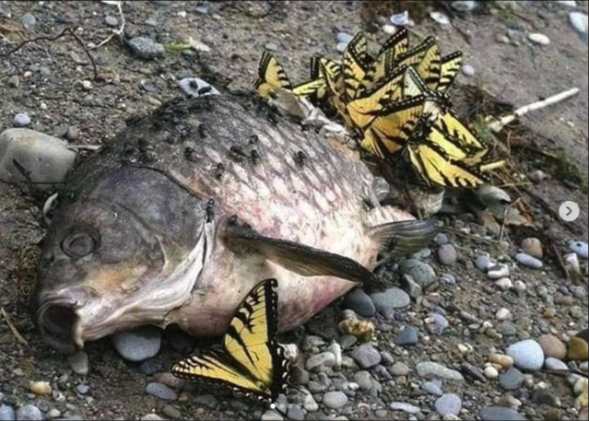 chair-soleil, tear drinker | 