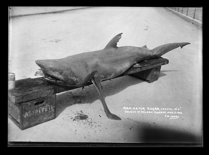 Man eater - Shark | Caught in Nelson Harbour.
Photographer: F N Jones
3 mars 1914