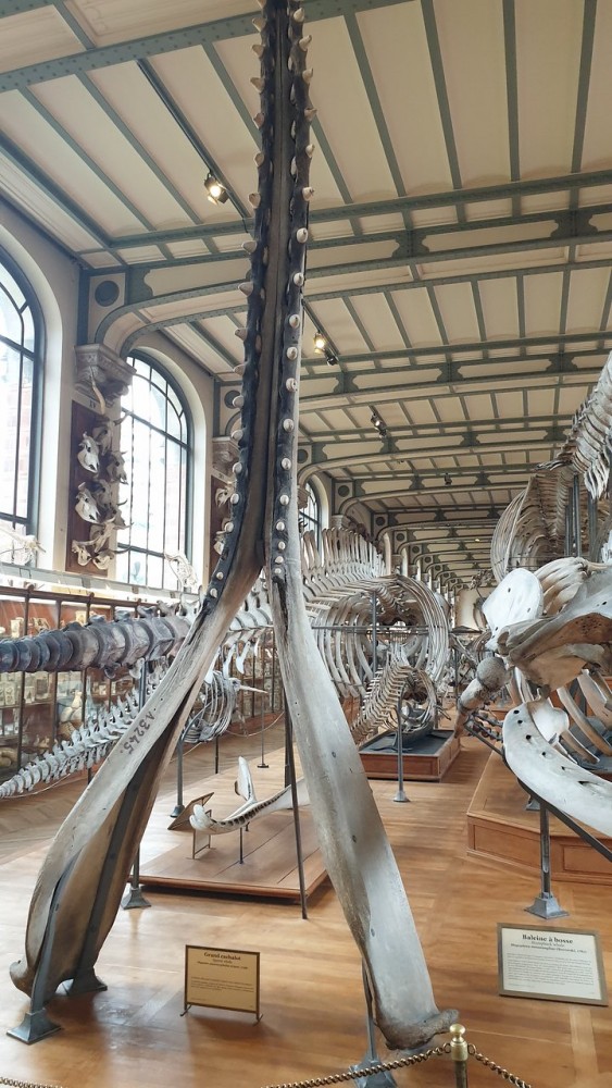 Mandibule de cachalot | Mandibule de cachalot
Galerie d'anatomie comparée
Jardin des plantes, Paris