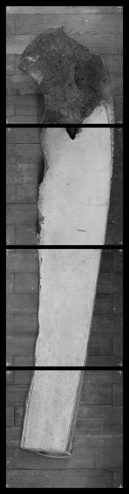 mandibule | Demi mandibule de baleine boréale (Balaena mysticetus),
graffiti,
Planché du musée zoologique de Strasbourg
≈ 4 m
≈ 150 kg
Collection du musée zoologique de Strasbourg