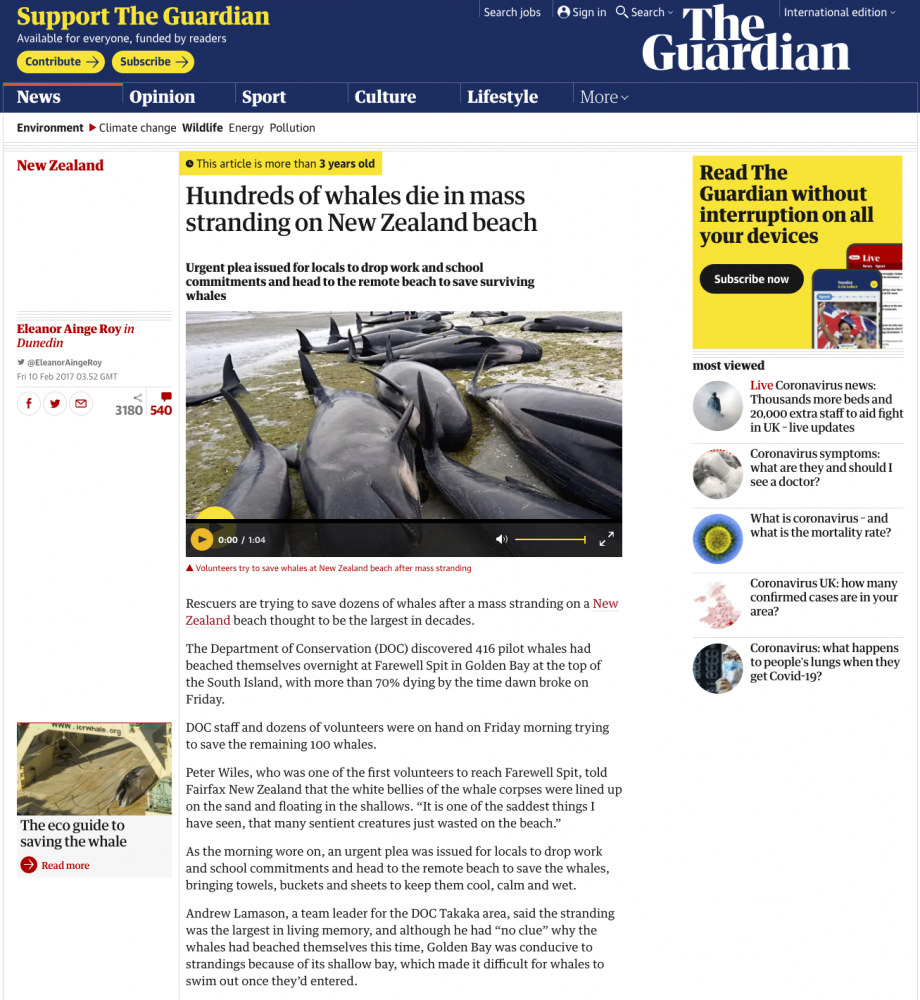 Mass whale stranding | Article Guardian,
10 février 2017