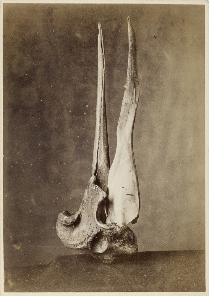 Skull of a Mesoplodon grayi | Skull of a Mesoplodon Grayi
Burton Brothers
1866-1914
Dunedin