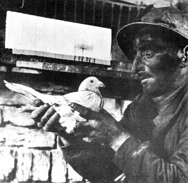 Mineur et pigeon | Avant l'invention de moyens de mesure, était placée dans les chantiers de mine une cage avec un oiseau, canari ou pigeon, plus sensible que l’homme au taux de gaz carbonique dans l'air. Il s'agissait de surveiller l'oiseau, et au moindre malaise c'était le signe qu'il fallait évacuer le chantier.