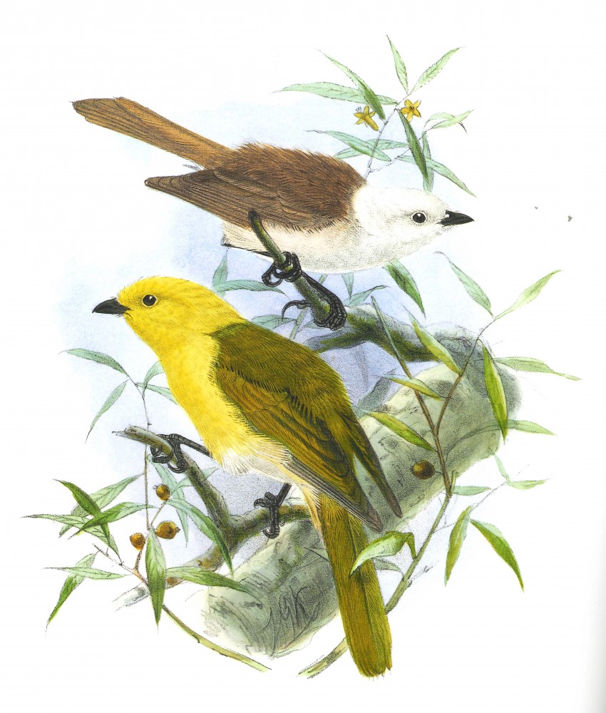 Mohoua | Mohoua albicilla, Mohoua ochrocephala.
Lithographic plate by John Gerrard Keulemans
from  A History of the Birds of New Zealand,
Walter Lawry Buller (1838-1906),
1st edition. 1873, between pages 102, 103.