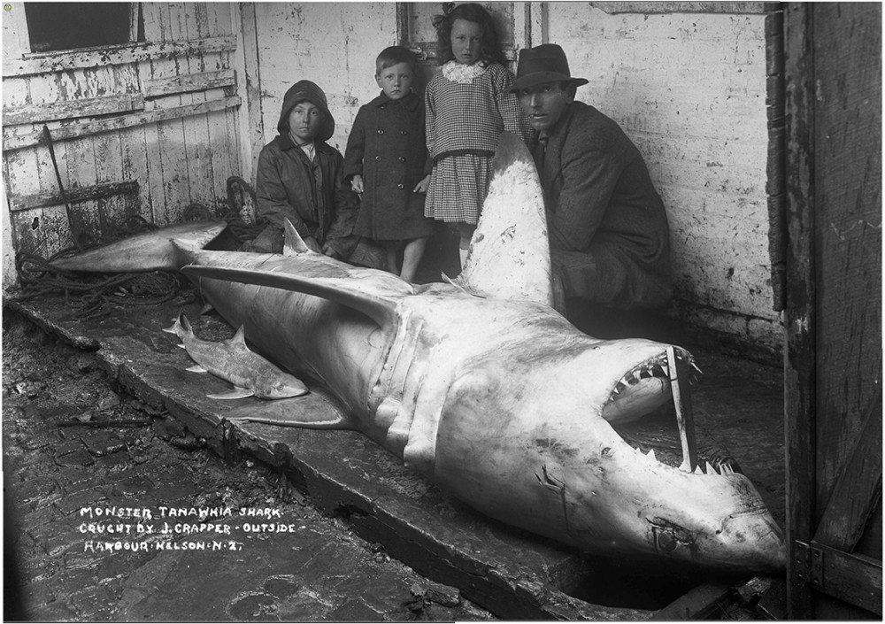 Monster tanawhia shark | Jones, Frederick Nelson, 1881-1962
Photography
