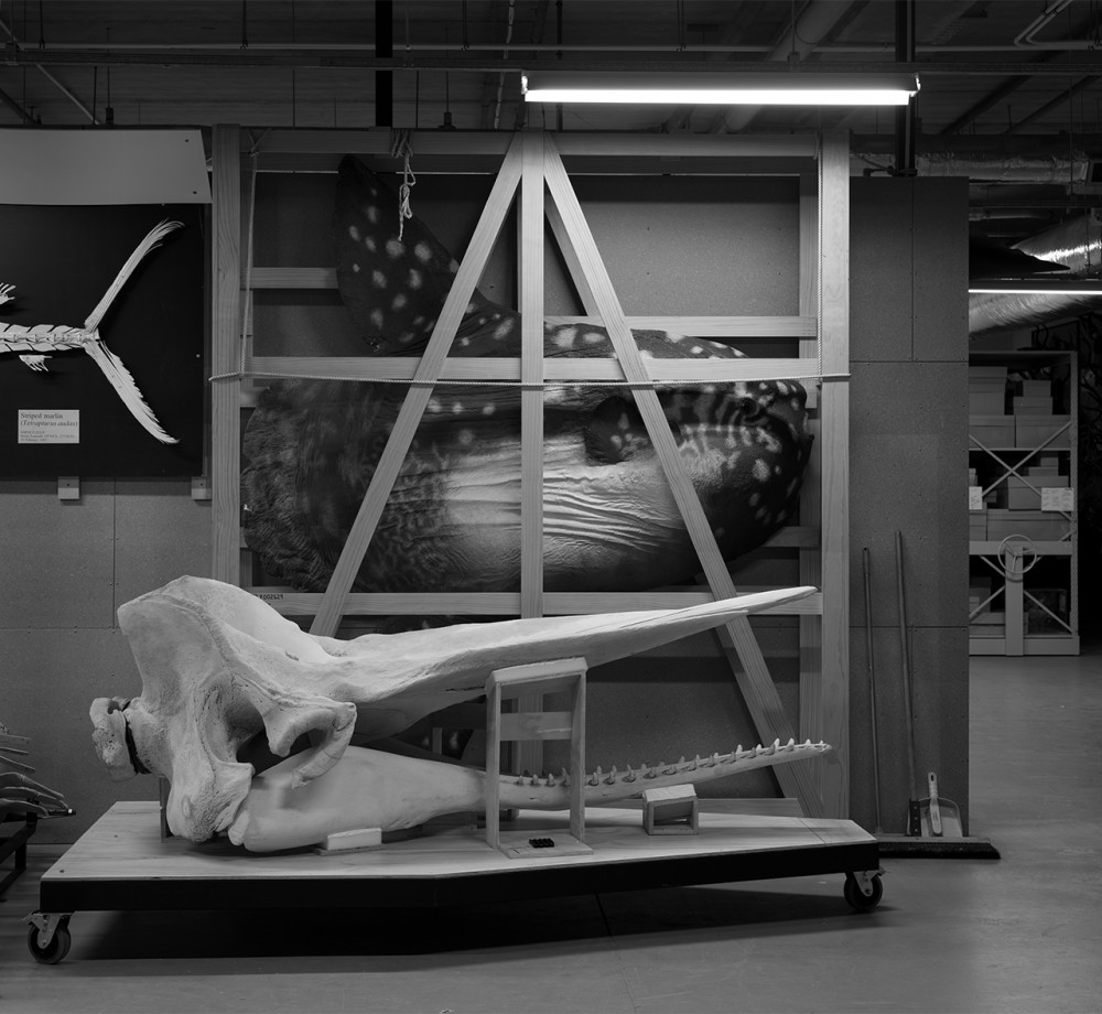 Moon and whale | Vincent Chevillon
Photography
Te Papa Tongarewa archives, Wellington, NZ