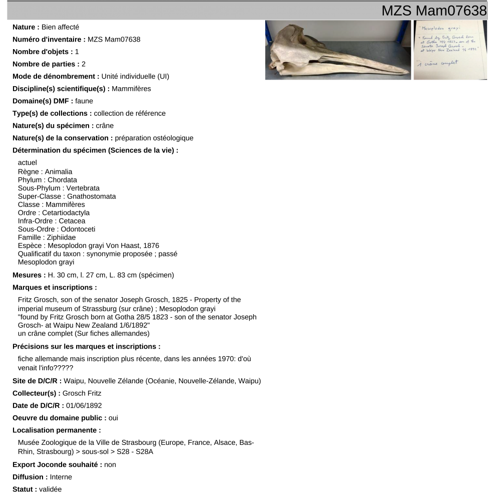 MZS Mam07638 | Crâne de Mesoplodon grayi
Collecté par Fritz Grosch
Waipu beach, New Zealand / Aotearoa
1892