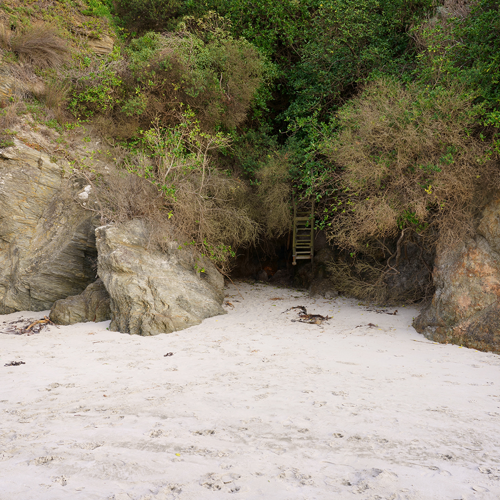 Taylor creek | MESOPLODON LAYARDII
16/08/2008
Taylor Creek (Brigthon beach)