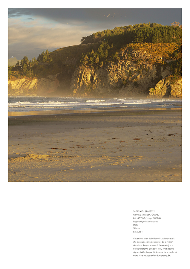Warrington Beach / Ōkāhau | 29.07.2000 - 29.05.2023
Warrington Beach / Ōkāhau
Lat: -45,7268 / Long: 170,6006
Lagenorhynchus obscurus
Mâle
140 cm
Échouage
Cet animal avait été dépecé. La viande avait été découpée des deux côtés de la région dorsale et la queue avait été enlevée juste derrière la fente génitale.  Il n’y avait pas de signes évidents quant à la cause de la capture/mort.  Une autopsie doit être pratiquée.