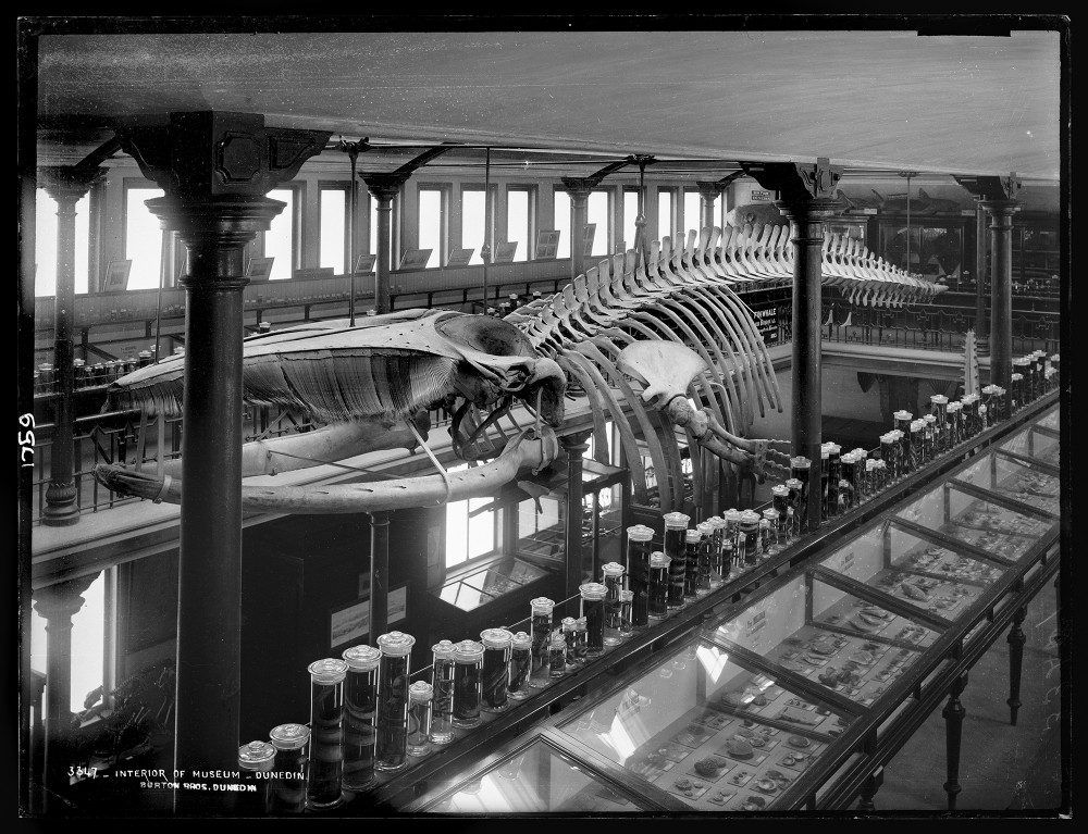 Otago fin whale 1883 | Burton Brothers studio
Photograph of the interior of Otago Museum