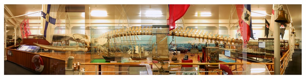 Otago fin Whale | Esquisse
Vincent Chevillon