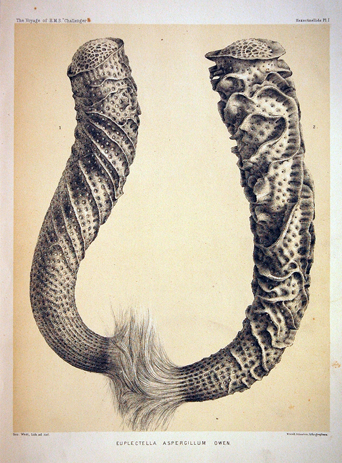 Panier de Vénus | Charles Wyville Thomson's Team, Euplectella aspergillum, 1858