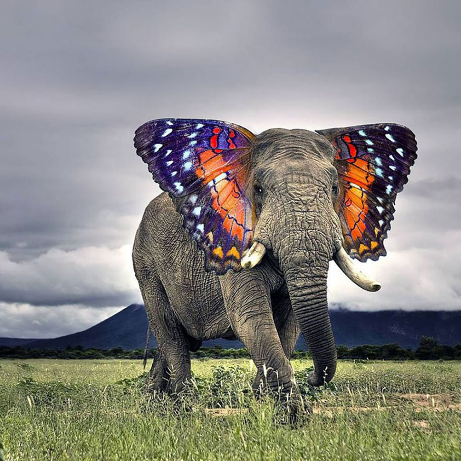 Papilephant | 