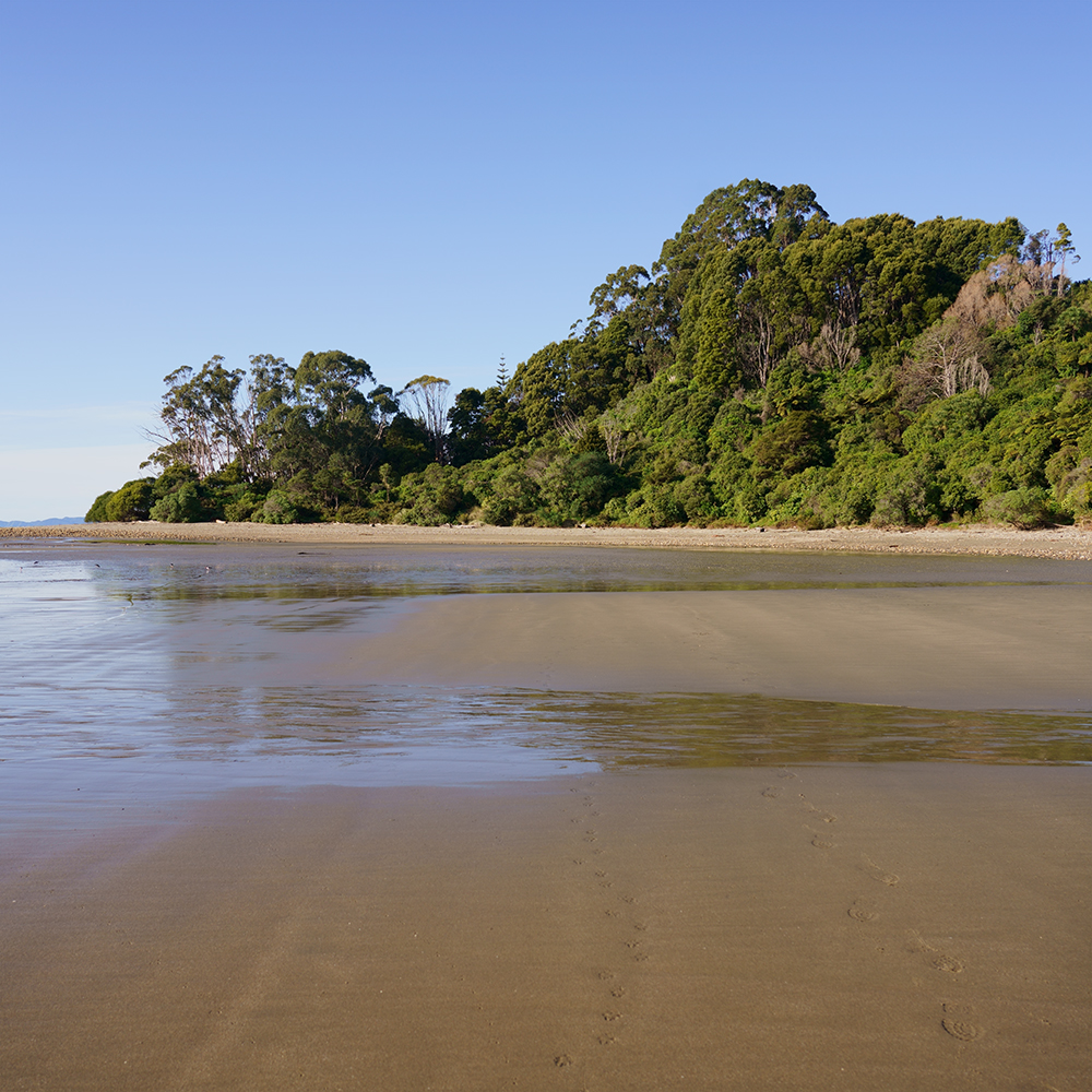 Parapara beach | 01.1905 - 27.06.2023
Parapara beach, Golden Bay
Lat: -40,7307 / Long: 172,699
Berardius arnouxi
Mâle
755 cm
Échouage
Collecté par James Dall et envoyé au Musée zoologique de Strasbourg.