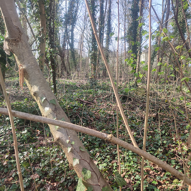 Parc de l'Anguille 3 | La densité de la faune fait barrière