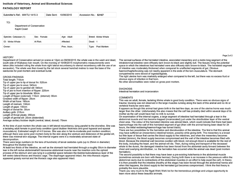 Pathology report | Department of Conservation
New Zealand
Kapiti Coast
Minke Whale autopsy
09/06/2015