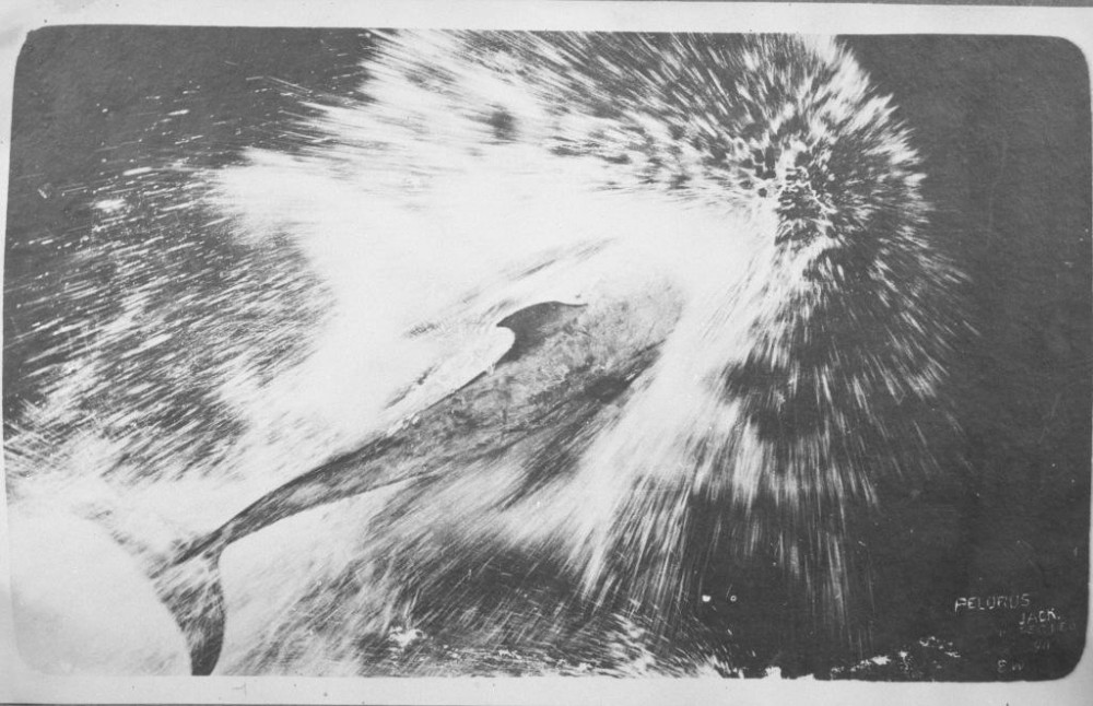 Pelorus Jack | Carte postale de &quot;Pelorus jack&quot;, &quot;Kaikaiãwaro&quot;
Observé entre 1888 et 1912