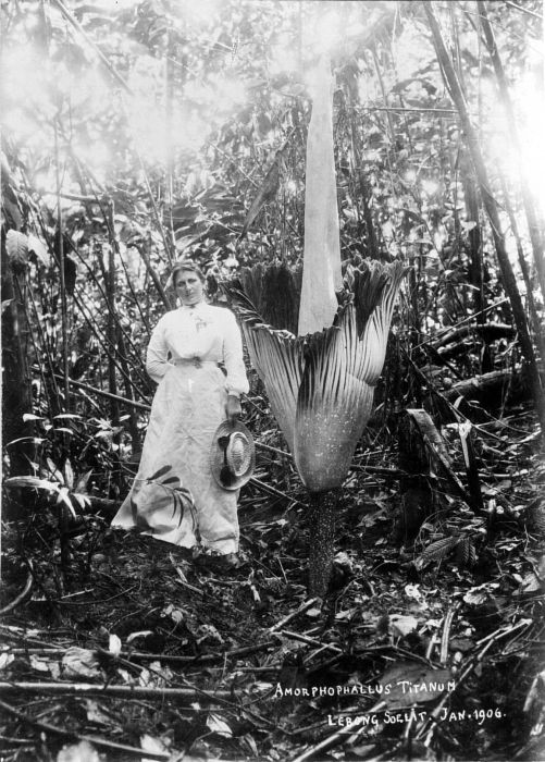 Phalus de Titan | Amorphophallus titanum, 300 cm, 1906