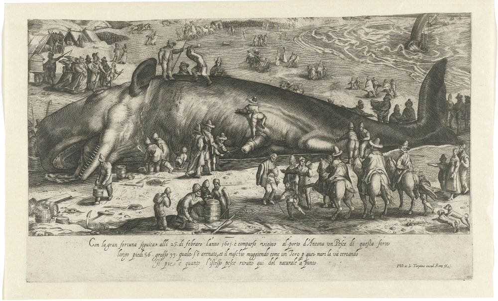 Ritratto d'un pesce prese | Kopie van de gestrande walvis bij Berckhey van 1598 als de walvis gestand bij Ancona in 1601
Ritratto d'un pesce prese nel porto d'Ancona l'anno 1601
print maker: anonymous
publisher: Jean Turpin (mentioned on object)
publisher: Philippe Turpin (mentioned on object)
after print by: Jacob Matham (mentioned on object)
after drawing by: Hendrick Goltzius
255  x  423 mm