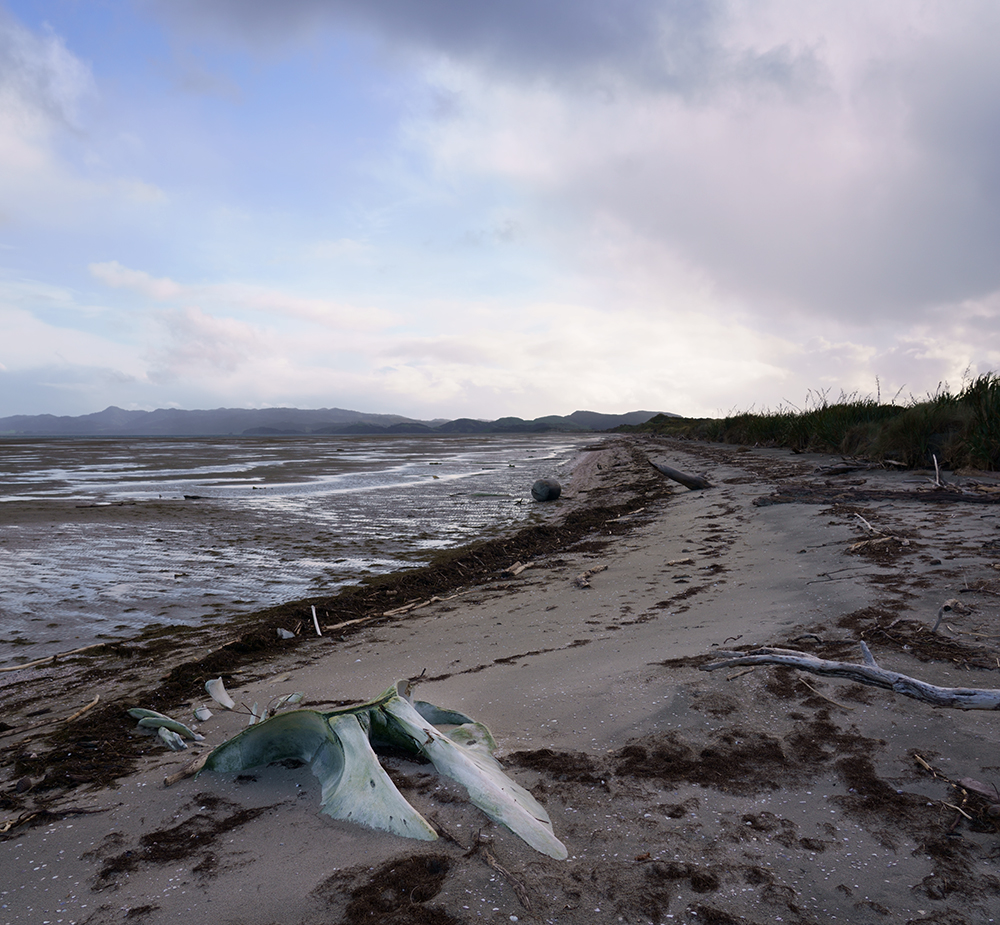 Sei Whale | Vincent Chevillon
Untitled
