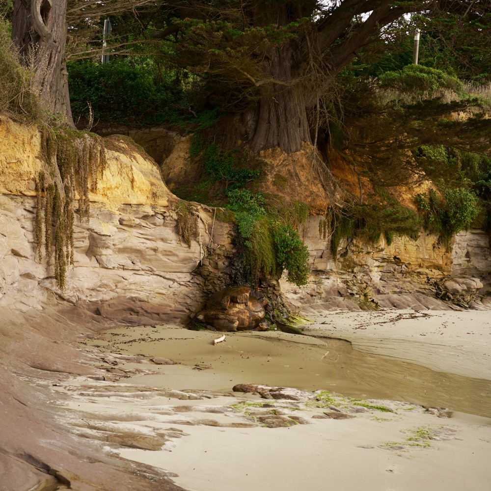 Shag point | 11.01.1950 - 05.06.2023
Shag Point
Long: -45,4602 / Lat: 170,8156
Physeter macrocephalus
Male
1500 cm
Beach cast