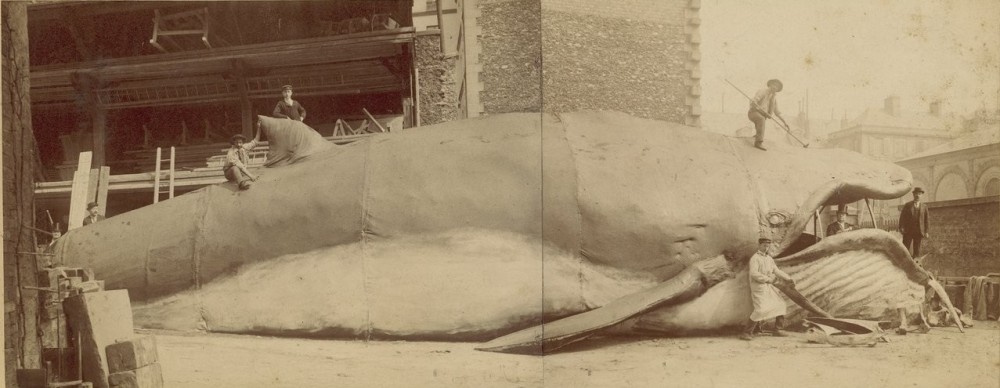 La baleine-théâtre de Villerville | Photographie représentant Simon Max et la baleine à Villerville
Fonds Maxime-Fabert (1899-1978)