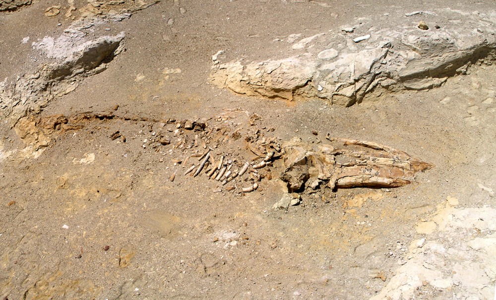 Skeleton of whale in the Ica Desert | Skeleton of whale (Miocene)
Ica Desert, Peru.
JYB Devot