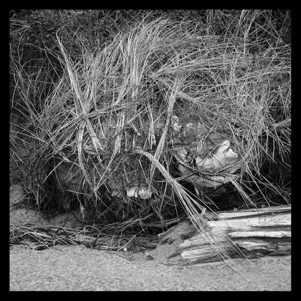 Skull in herb | Vincent Chevillon
Untitled