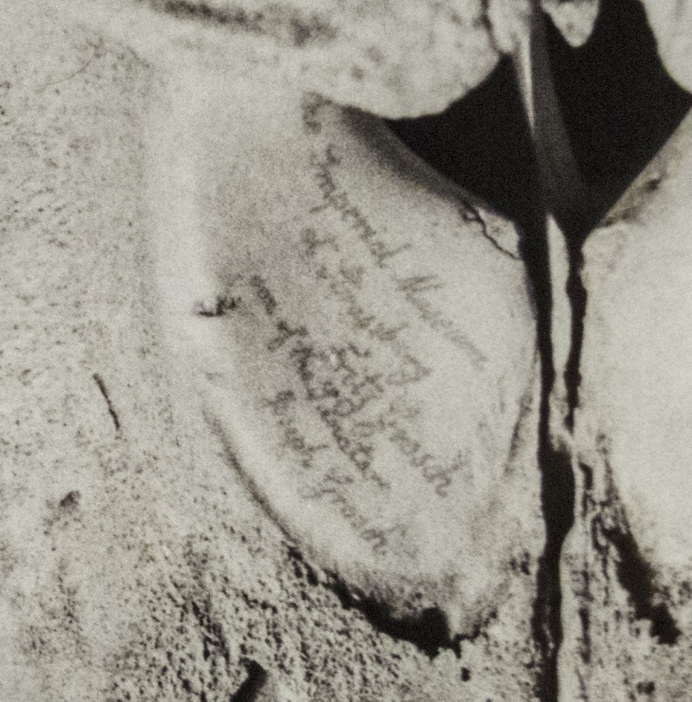 Skull of a beaked whale (Detail) | Skull of a beaked whale collected by Fritz Grosch on Waipu beach
Photographie Vincent Chevillon
Marks and inscriptions on the skull:
Fritz Grosch, son of the senator Joseph Grosch, 1825 - Property of the imperial museum of Strassburg