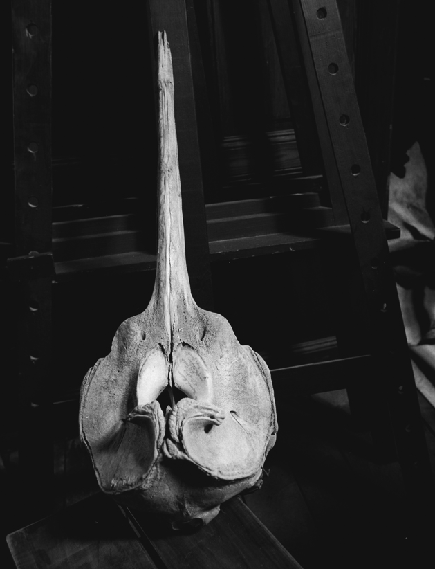 Skull of a beaked whale | Skull of a beaked whale collected by Fritz Grosch on Waipu beach
Photographie Vincent Chevillon
