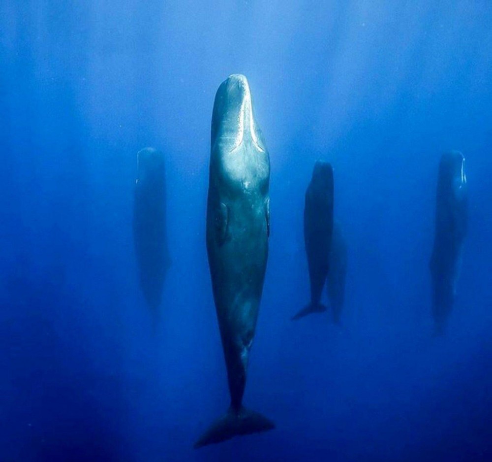 Sleeping giant | Sleeping spermwhales
