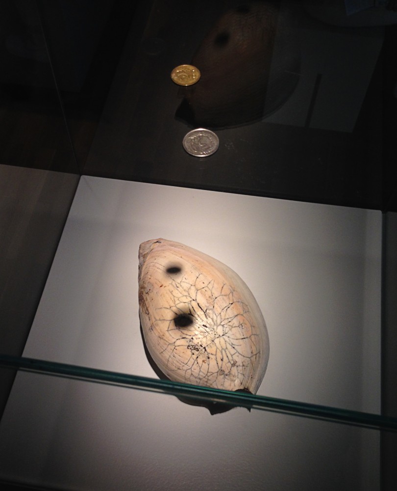 Soleil noir | Issa Samb
Coquille de la court de Issa Samb,
n.d.
Shell
courtesy of Antje Majewski