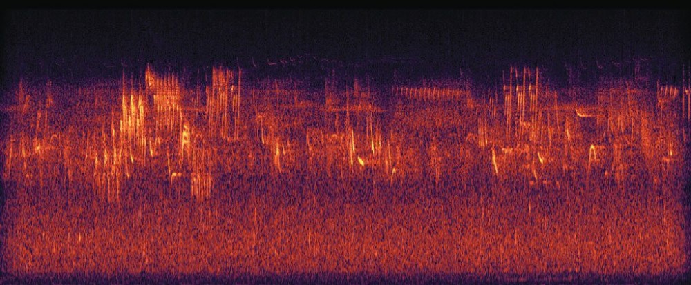 Spectogrammes - Bernie Krause | https://flypaper.soundfly.com/produce/bernie-krause-on-preserving-the-voices-of-the-wilderness-before-they-disappear-forever/