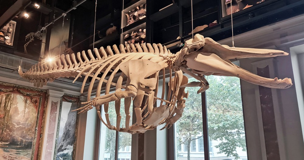 Squelette de Baleine à bec d'Arnoux | Squelette de Baleine à bec d'Arnoux (Berardius arnuxii) suspendu dans le hall d'entrée du Musée zoologique de Strasbourg.
Nouvelle-Zélande Aotearoa
