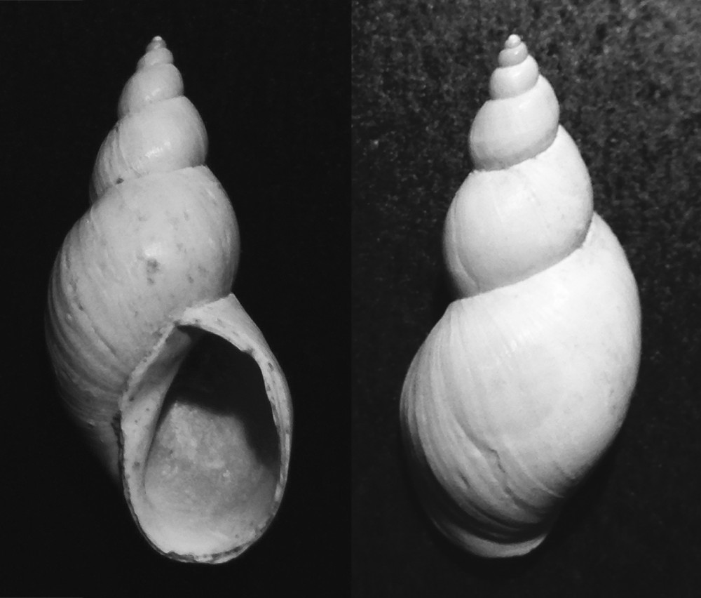 Stagnicola Palustris | Stagnicola Palustris,
8 x 3 x 3 mm
Collection Wagner
2016