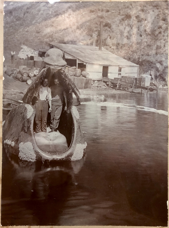 Standing on the tongue | Joe Perano Sen. (left) and Arthur Heberley standing on the tongue of a right whale at Tipi Bay (Tory Channel) whaling station 1918.