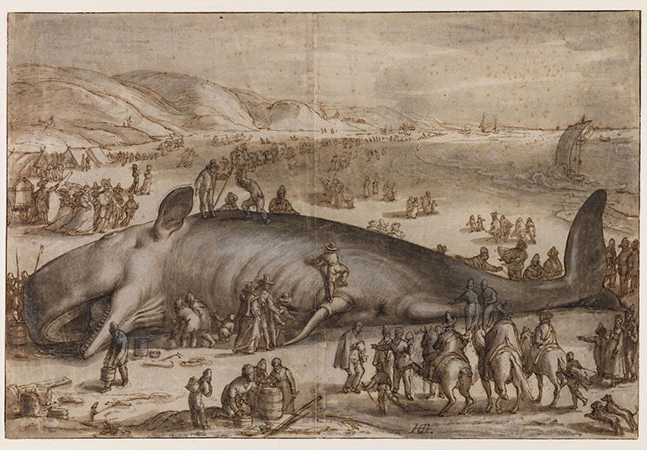 The Beached Sperm Whale near Berkhey | Hendrick Goltzius, The Beached Sperm Whale near Berkhey (Katwijk), 1598, Black chalk, pen in reddish brown, brush in reddish brown and grey on paper, 296 x 448 mm, Haarlem, Teylers Museum (Inv. 080)