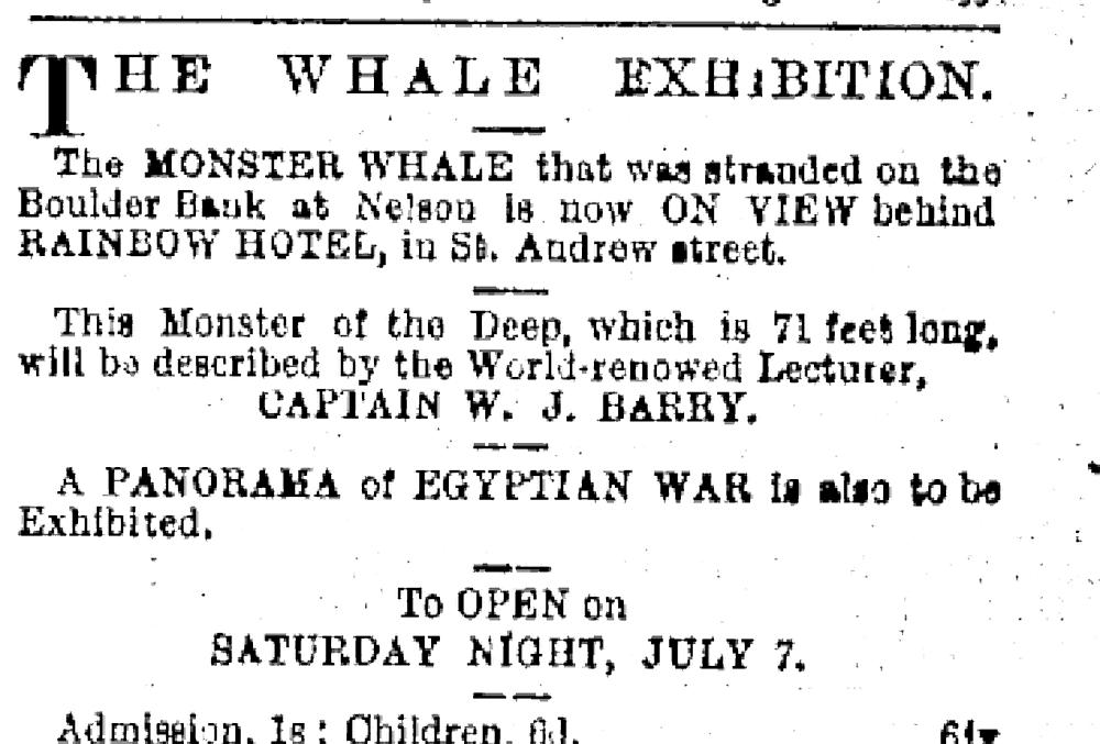 The whale exhibition | Otago Daily Times
6 jult 1883
