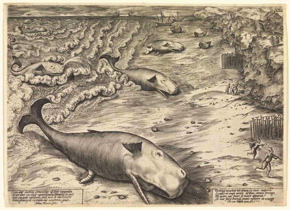 Three Beached Whales | Three Beached Whales
Johannes Wierix
Etching
22,2 w 30,5 mm
Rotterdam, Atlas van Stolk.