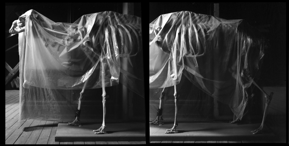 Animal locomotion | Animal locomotion
Diptyque
Photographies argentiques,
Vincent Chevillon