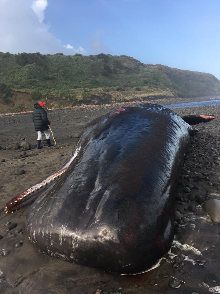 Tohora stranding | Tohora stranding and Bonita Bigham
1 juin 2018