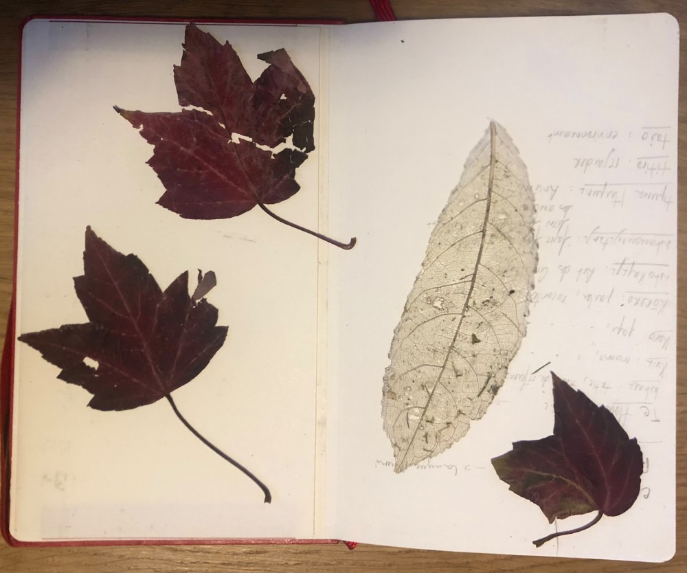 Tomorrow and tomorrow and ... | Leaves, gift from Richards
Collected by Vincent Chevillon
February, 22 th