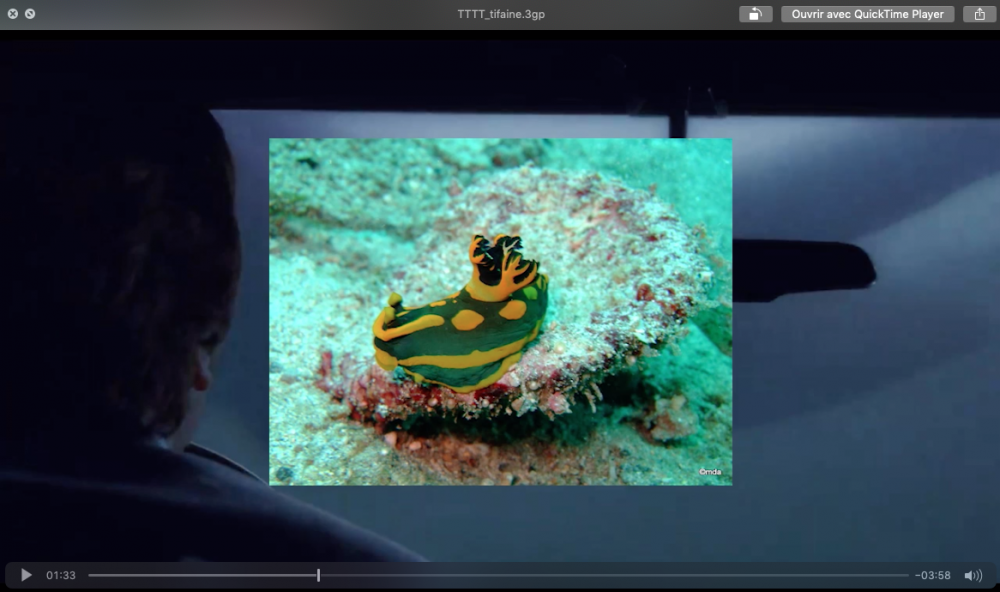 TTTT | Tiphaine Coignoux