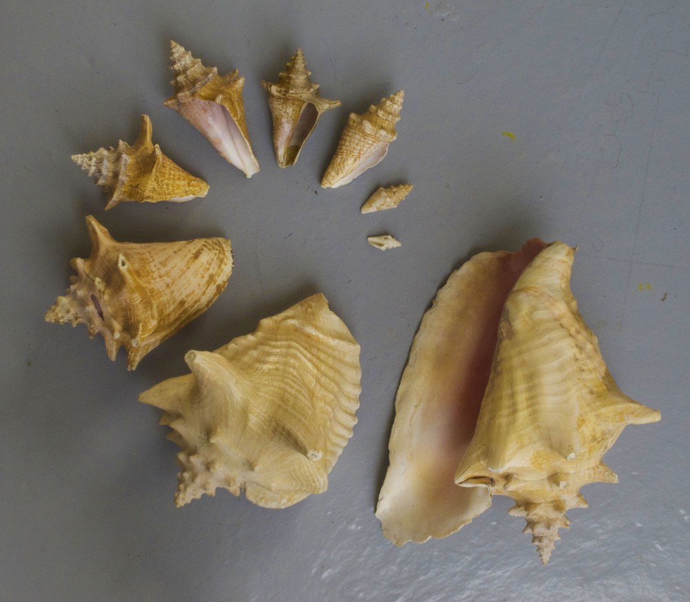 Une tempête | Une tempête (S-trombe),
Vincent Chevillon
Lambis