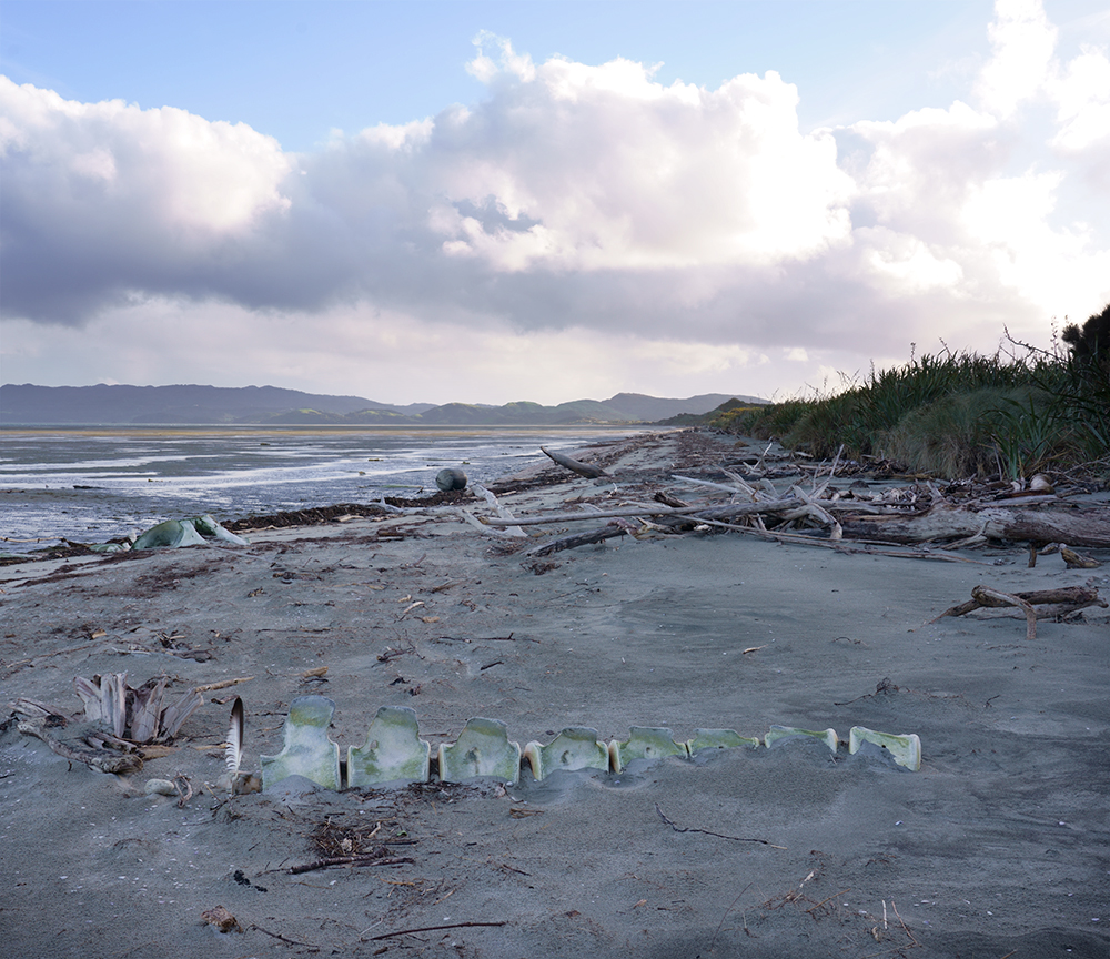 Vertèbres | Vincent Chevillon
Sans titre