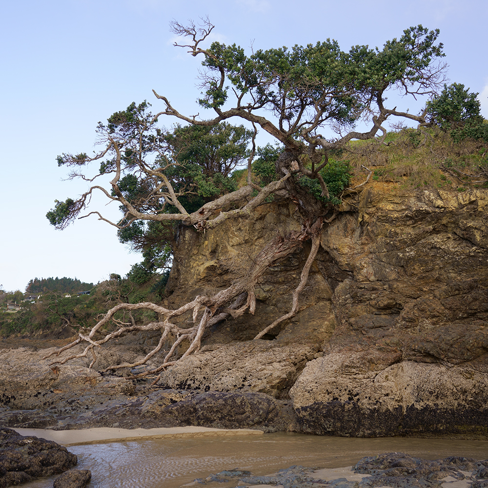 Waipu beach | Mesoplodon Grayi
Skull
11 june 1892