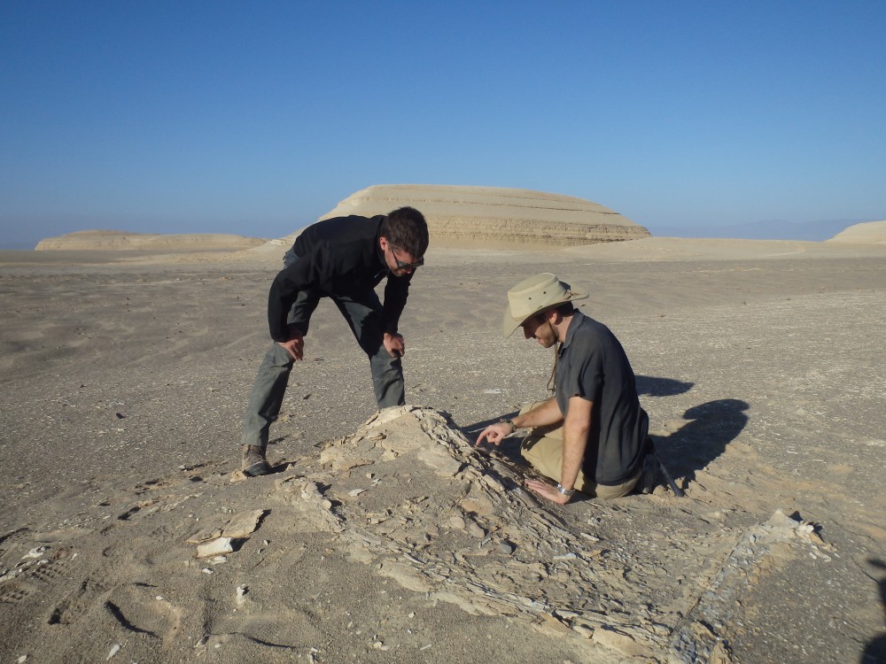 Whale fossil in Ica desert | Felix Marx