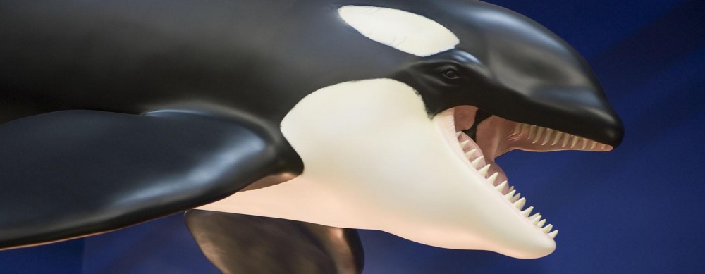 Whales Tohorā touring exhibition | 