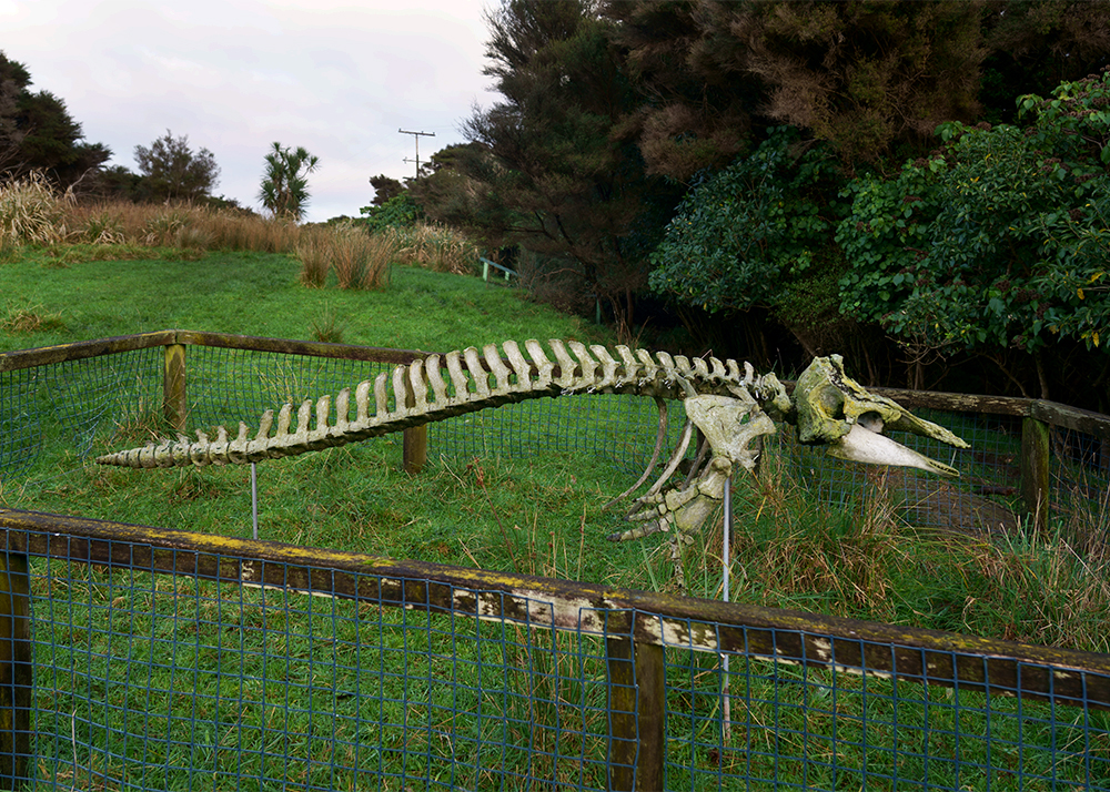What grows on whale remains | Vincent Chevillon
What grows on whale remains?
06/2023